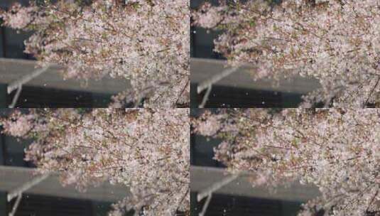 （慢镜）杭州阿里巴巴春风吹过樱花雨纷纷高清在线视频素材下载
