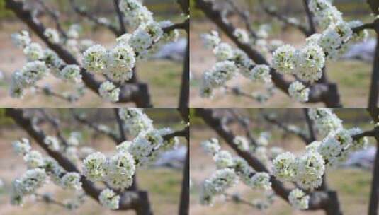 春天阳光下盛开的白色梨花蜜蜂采蜜高清在线视频素材下载