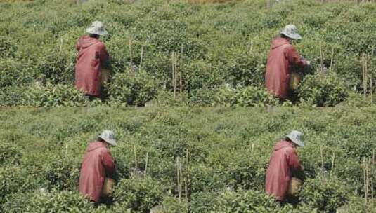 茶农采茶摘茶茶园茶树茶叶特写高清在线视频素材下载