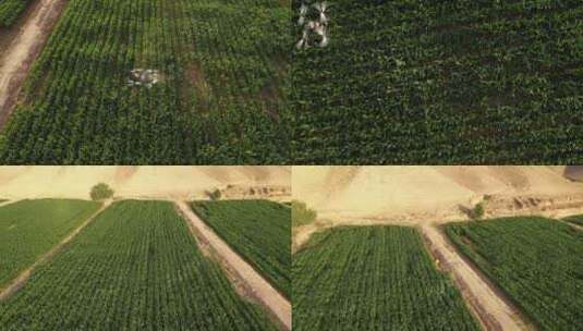 植保无人机喷洒农药高清在线视频素材下载