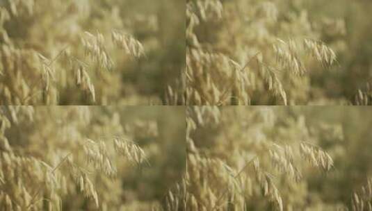 麦田里生长成熟了的小麦高清在线视频素材下载