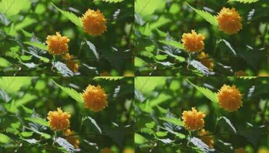春天阳光下盛开的黄色重瓣棣棠花与绿叶高清在线视频素材下载
