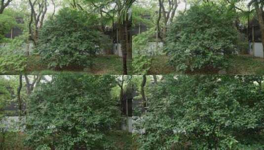 宋庆龄故居后院百年茶树高清在线视频素材下载