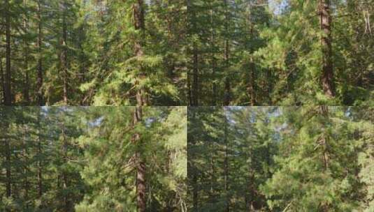 美国加利福尼亚州红杉国家公园和州立公园的高清在线视频素材下载