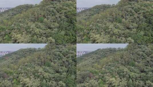 山地茂密的丛林航拍高清在线视频素材下载