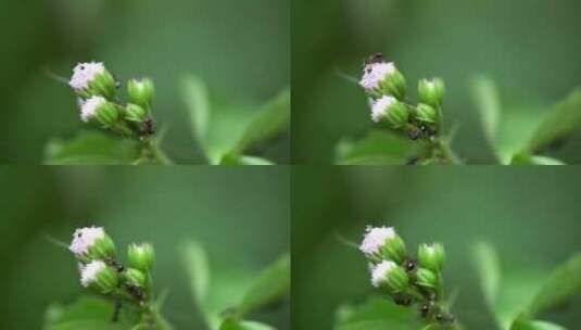 蚂蚁在花草上爬特写高清在线视频素材下载