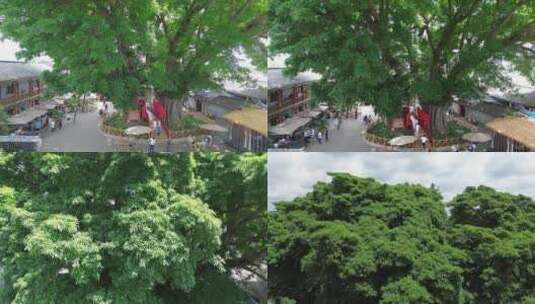 中国最古老黄葛树2200多年高清在线视频素材下载
