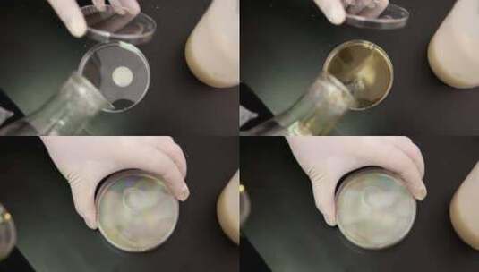 实验室检验采集细菌样本菌落培养皿高清在线视频素材下载