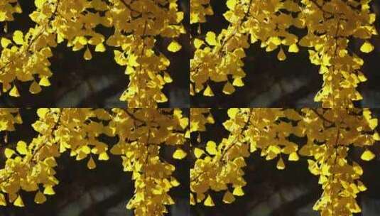 金色银杏树叶叶子植物秋景初秋空镜高清在线视频素材下载