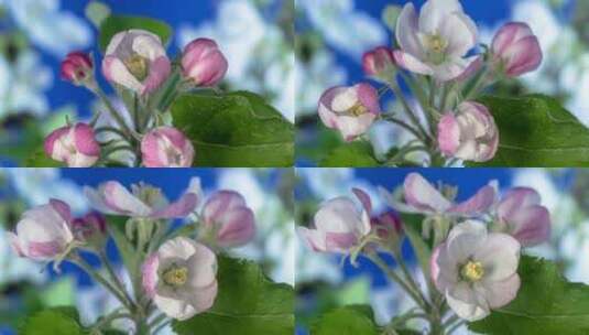 蓝色的Apple Blossom Tim高清在线视频素材下载