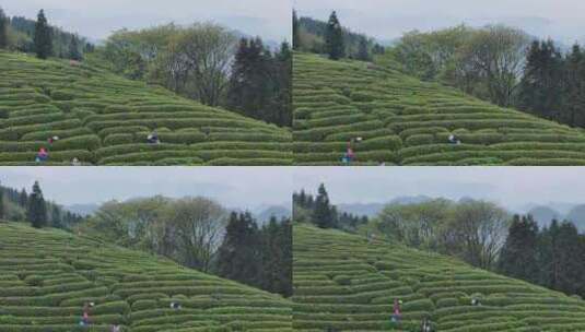 茶园采茶，春茶高清在线视频素材下载