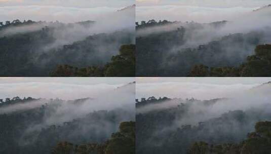 雨林，薄雾，云，树木高清在线视频素材下载