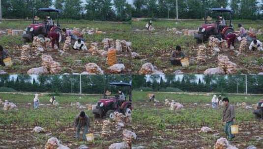 农村农业农民土豆种植收获丰收高清在线视频素材下载