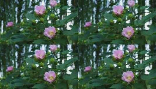 锦葵科植物木槿花的花朵特写高清在线视频素材下载