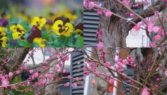 春天来了花朵盛开草木植被风景视频素材高清在线视频素材下载