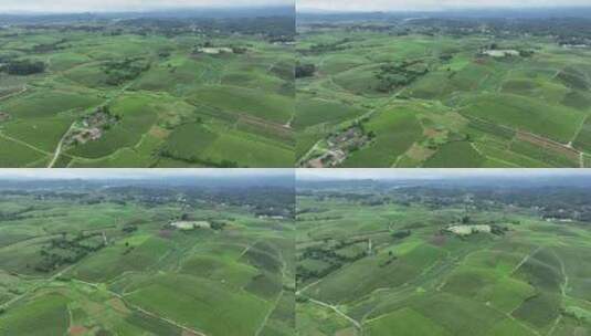 航拍贵州遵义湄潭山野田间夏季茶园风景高清在线视频素材下载