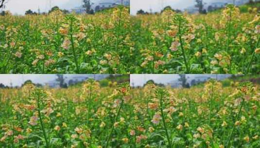 油菜花春天油菜花海油菜花田菜花花海高清在线视频素材下载