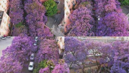 昆明蓝花楹航拍  教场中路高清在线视频素材下载