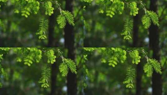 夏天阳光透过水杉树叶的唯美场景高清在线视频素材下载