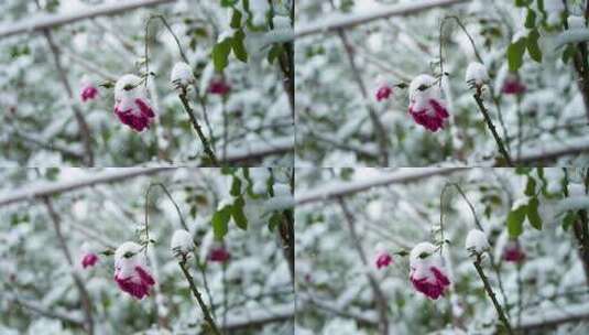 冬天下雪天大雪纷飞雪花覆盖花朵的雪景风景高清在线视频素材下载