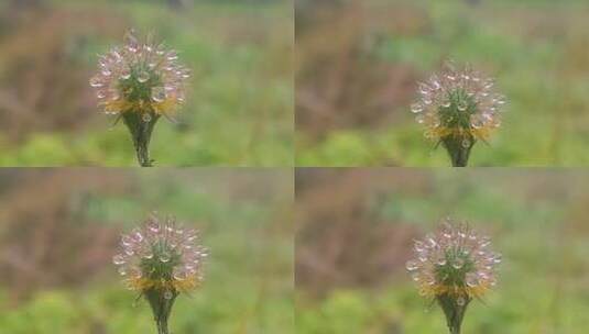 小黄花寒风中摇曳花蕊微距高清在线视频素材下载