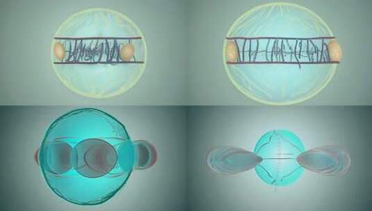 细胞分裂动画。裂变演示模拟高清在线视频素材下载