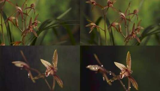 4K唯美兰草兰花花朵特写合集高清在线视频素材下载