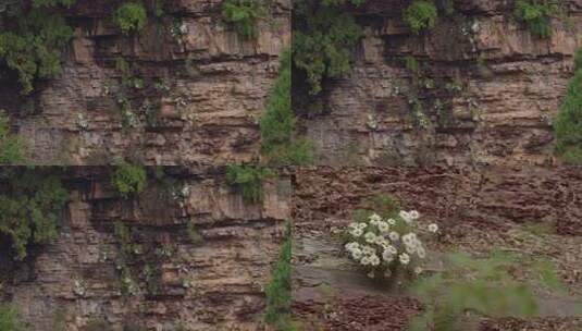 悬崖绝壁上盛开的太行菊【套组素材】16高清在线视频素材下载