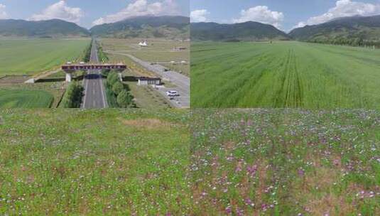 航拍四川理塘藏巴拉花海高清在线视频素材下载