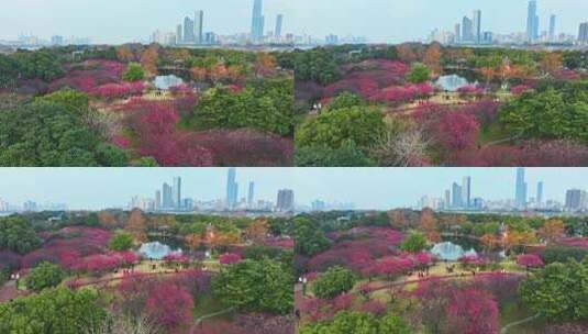 长沙橘子洲梅园梅花航拍高清在线视频素材下载