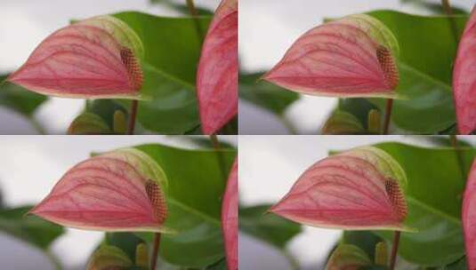 花烛 红鹅掌 红掌 花卉植物 鲜花 观赏高清在线视频素材下载