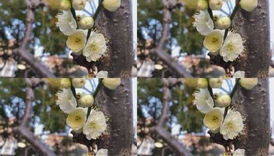 特写白梅花绽放枝头高清在线视频素材下载