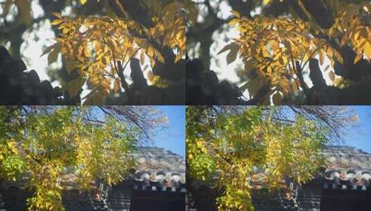 秋天光影高清在线视频素材下载