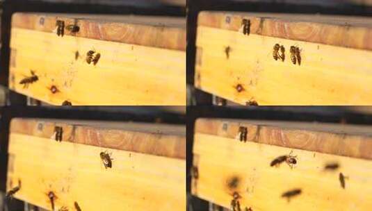 蜂 蜜蜂 特写 光影 采蜜蜂 人工养殖高清在线视频素材下载