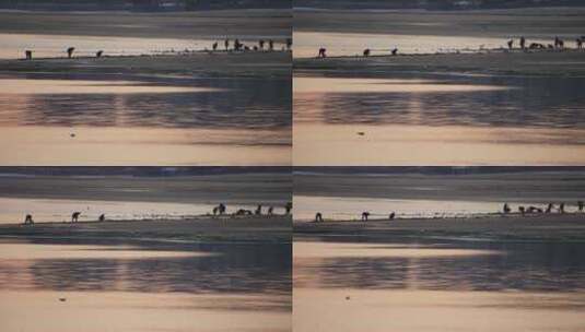 沙滩上的赶海人高清在线视频素材下载
