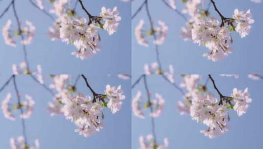 实拍杭州三月春天樱花盛开-樱花特写高清在线视频素材下载