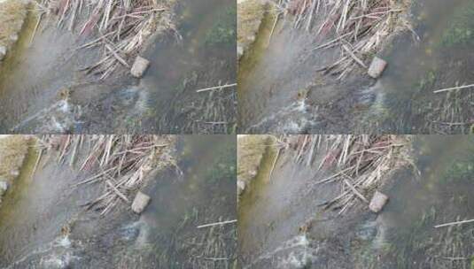河流里的枯枝高清在线视频素材下载