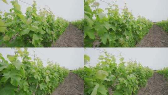 葡萄种植基地高清在线视频素材下载