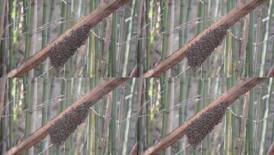 一群蜜蜂在户外竹林附近的木板上筑巢的特写高清在线视频素材下载