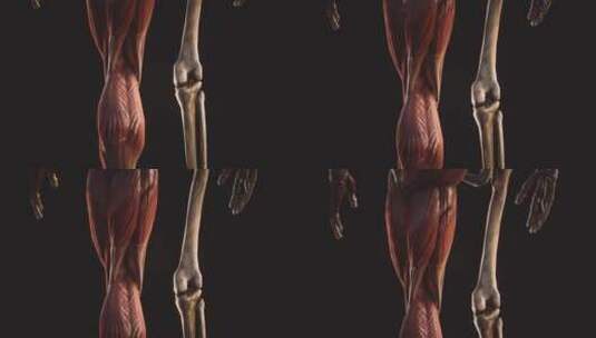 人体肌肉和骨骼系统高清在线视频素材下载