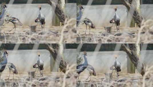 动物园公园仙鹤孔雀鸟高清在线视频素材下载