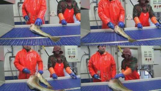 工人在装配线上切割和清洗鱼高清在线视频素材下载
