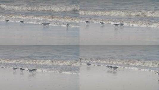 在沙滩上奔跑的海鸟高清在线视频素材下载