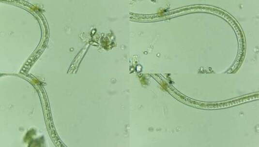 科研科普素材 线虫 2高清在线视频素材下载