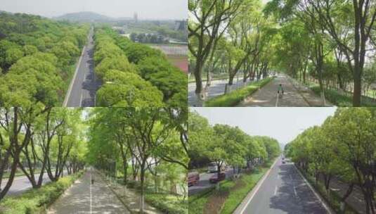 道路绿化实拍高清在线视频素材下载