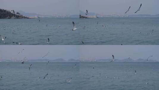 烟台山脚下海面成群的海鸥高清在线视频素材下载