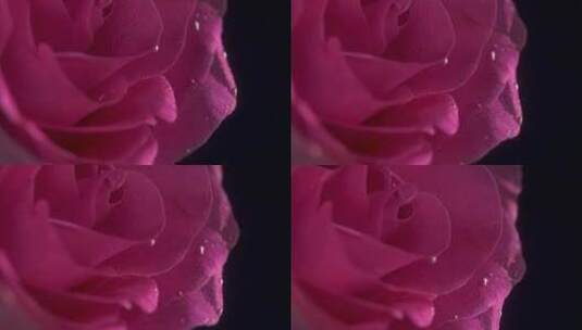 水下粉色玫瑰高清在线视频素材下载
