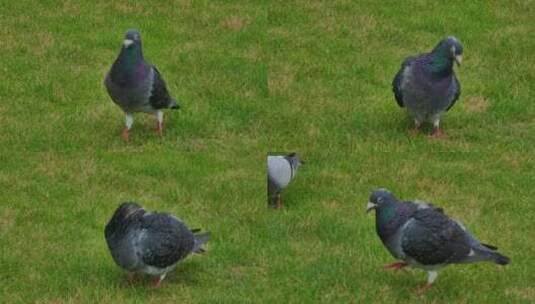 广场草坪上的鸽子高清在线视频素材下载