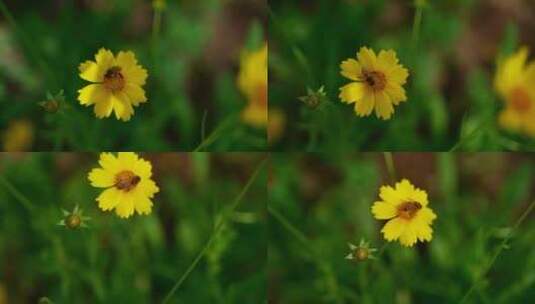 4K花草植物素材——金鸡菊高清在线视频素材下载