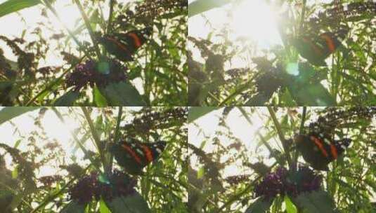 太阳对着蝴蝶高清在线视频素材下载